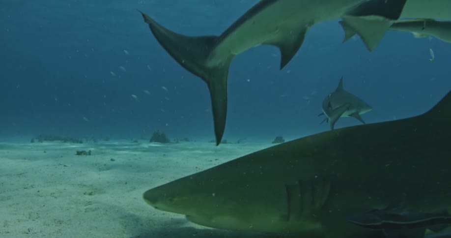 A shark swims at the bottom of the ocean