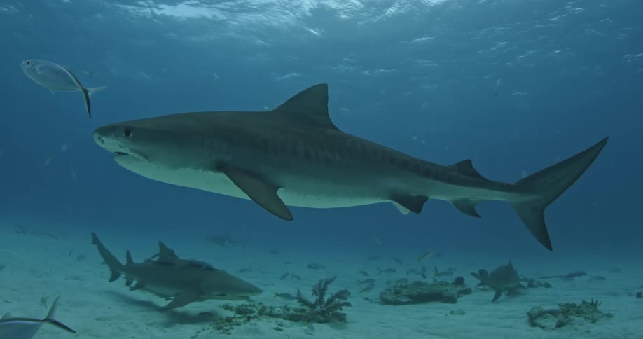 A shark swims in the blue ocean water