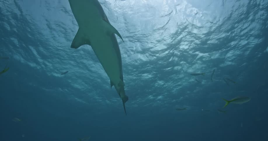 A shark is being filmed from below the ocean surface