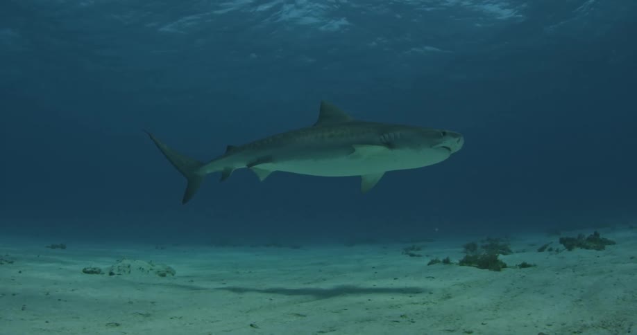 A shark swims in the ocean