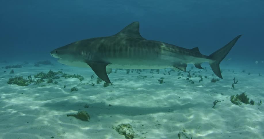 A shark swims near the ocean floor