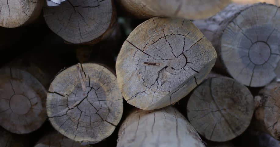 A tall stack of logs are cut and bundled