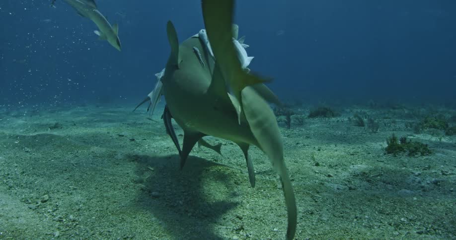Fish swim alongside a shark in the ocean