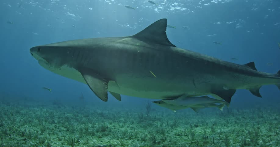 A shark swims in the blue ocean water