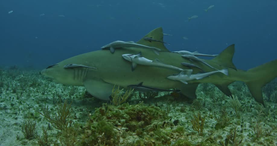 A shark swimming at the bottom of the ocean