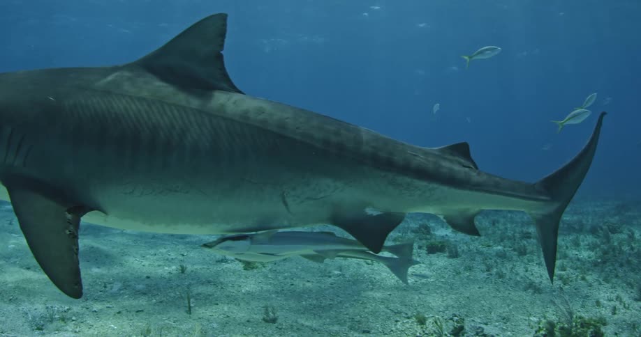 A shark swimming around near the bottom of the water