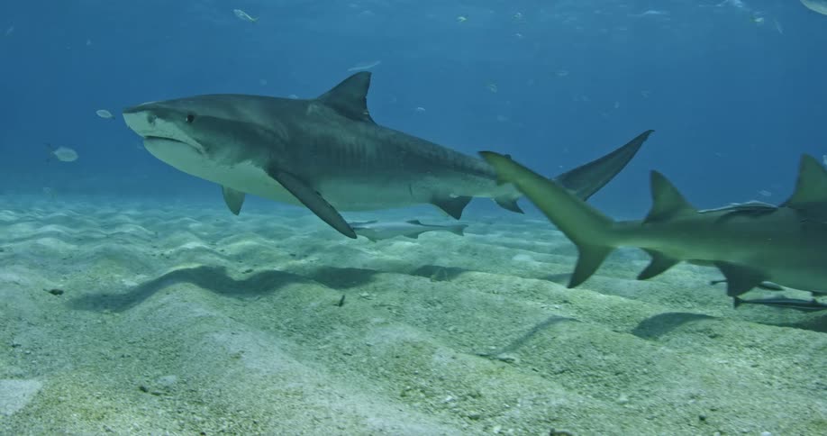 Sharks are swimming in shallow water near the ocean floor