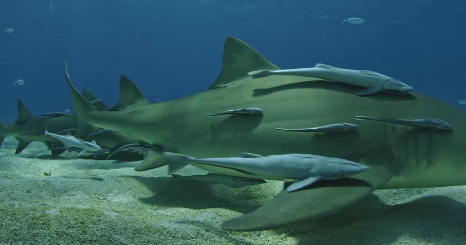Sharks and fish swimming near ocean floor