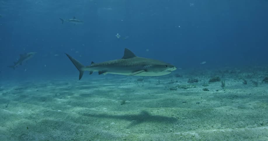 A shark slowly passes by over the sand underwater