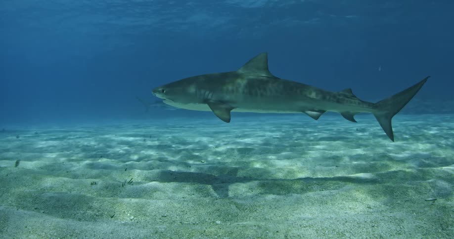A shark is slowly moving in the water by the sand