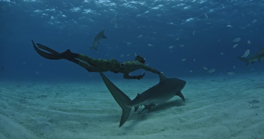 A diver is holding onto the fin of a shark
