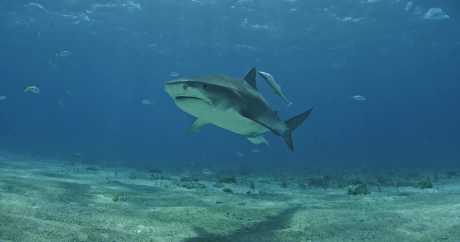 A shark and fish swim in the ocean