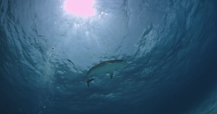 Up ahead underwater a shark is swimming under the sun