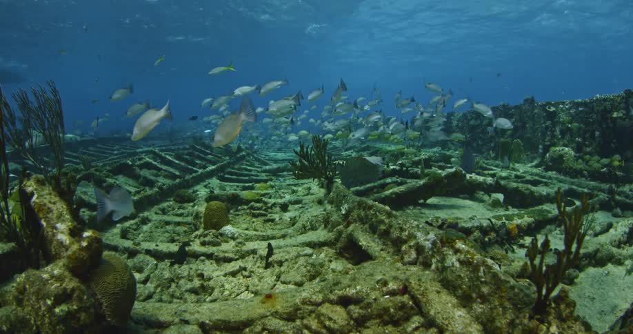 Fish swim near the ocean floor