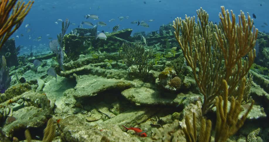 Many fish swim around coral in the ocean