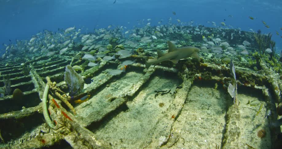 A shark is swimming around an old ship wreck