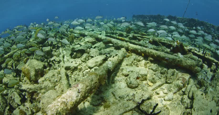 Many fish swim at the bottom of the ocean