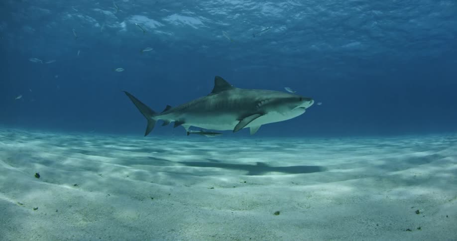 A shark is swimming near the sand on the bottom of the ocean