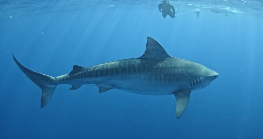 A shark swims slowly near a diver