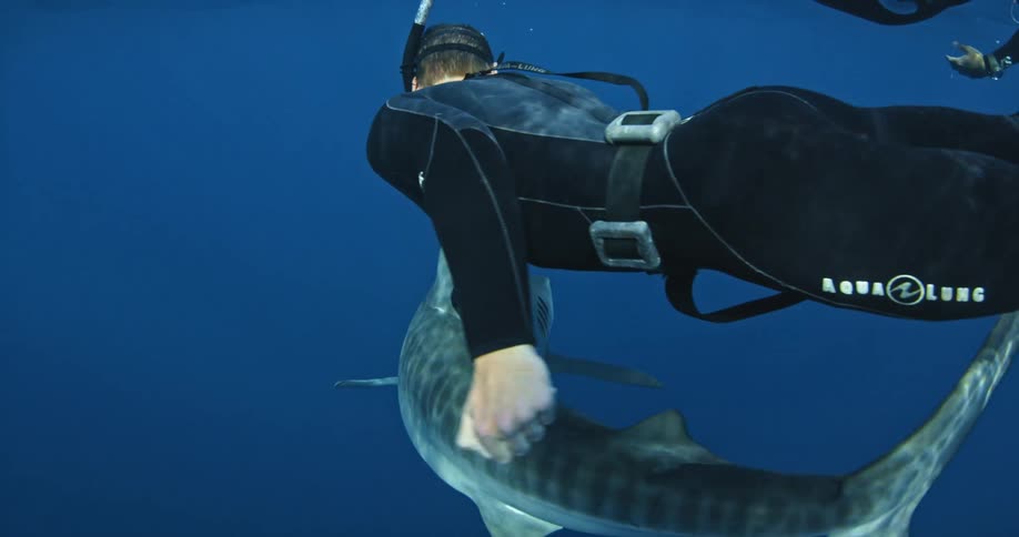 Diver holds the fin of a shark as another diver films