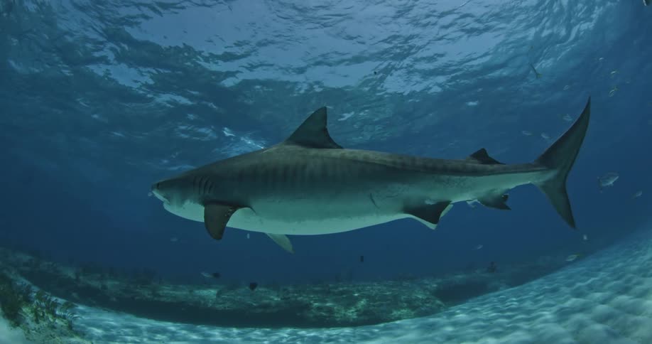 A shark and fish swim in the ocean