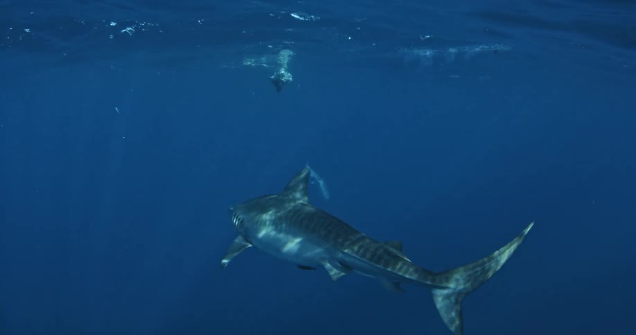 A shark is swimming at the ocean's surface toward some bait