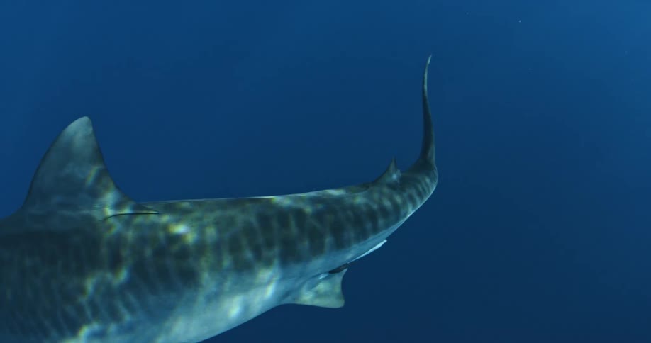 A shark swims in the blue waters and makes a turn