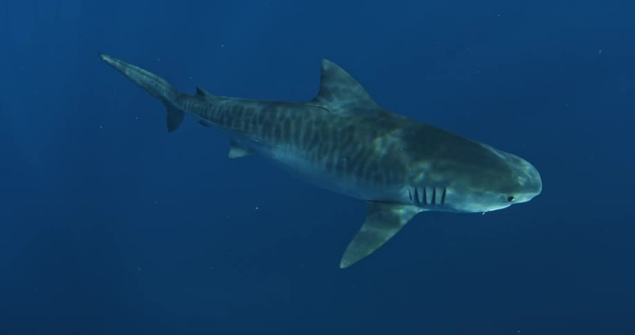 Shark swimming slowly through the water