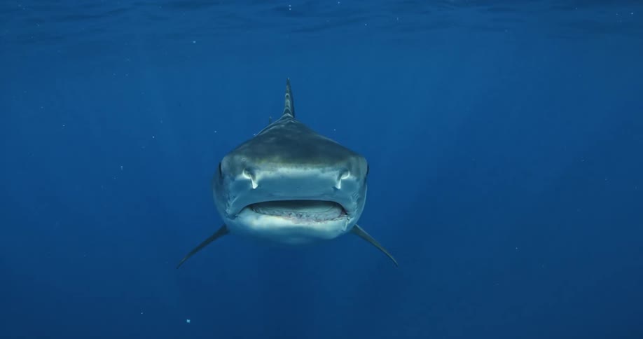 Sunlight reflects off of a shark swimming in the ocean