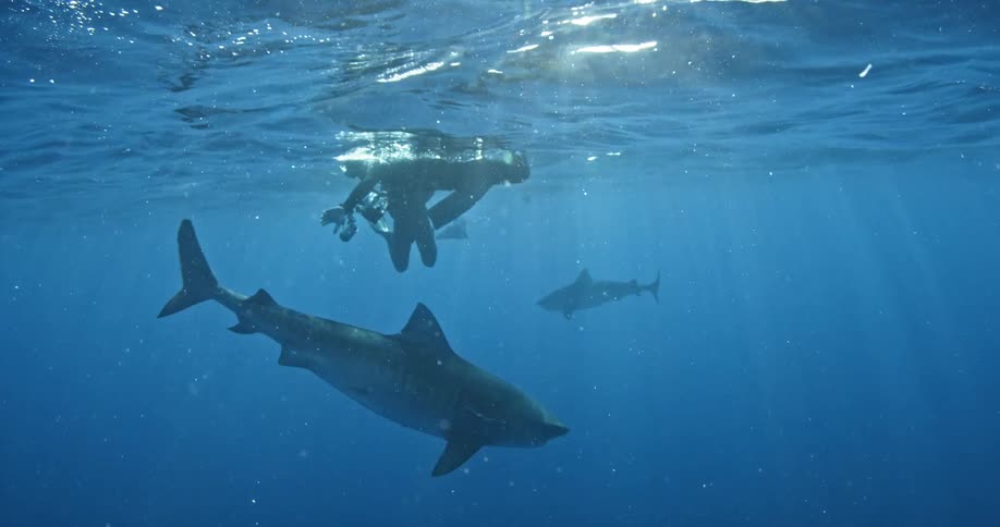 Sharks swim near divers at the surface of the ocean