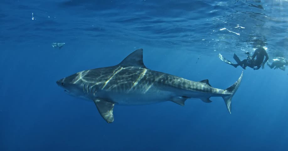 Shark swims underwater with a diver floating above