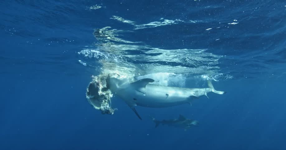 A shark thrashes about chomping on food