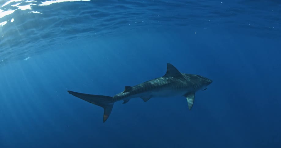 A shark is moving right under the surface of the water