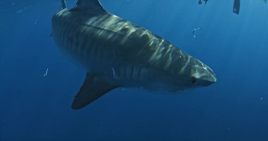 A shark swims near the surface of the ocean