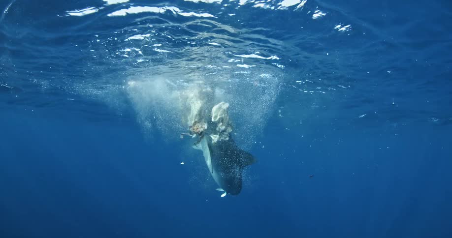 A shark thrashes about in the ocean