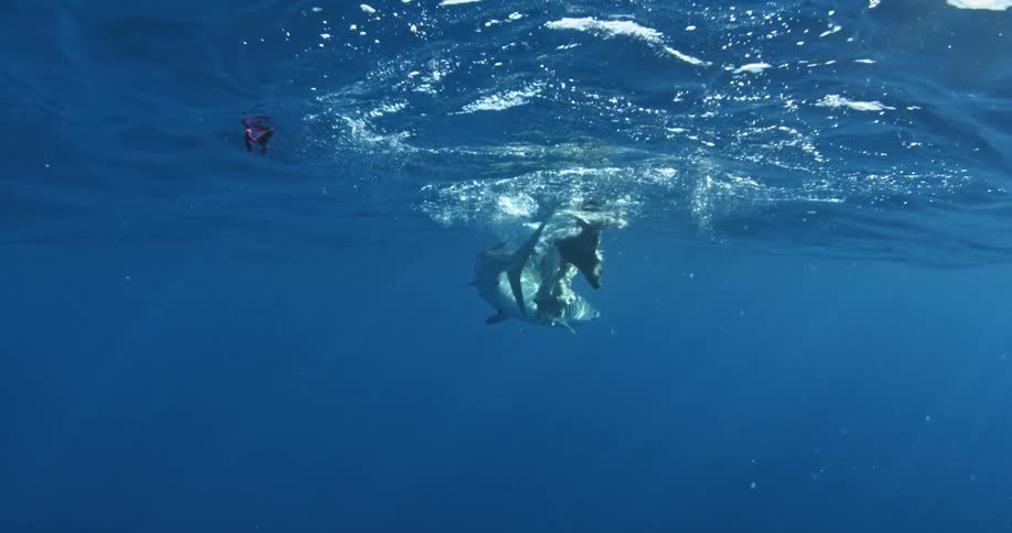 A shark thrashes about in the ocean
