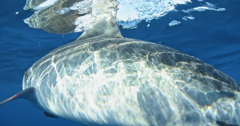 Sharks swim just below the surface of the ocean