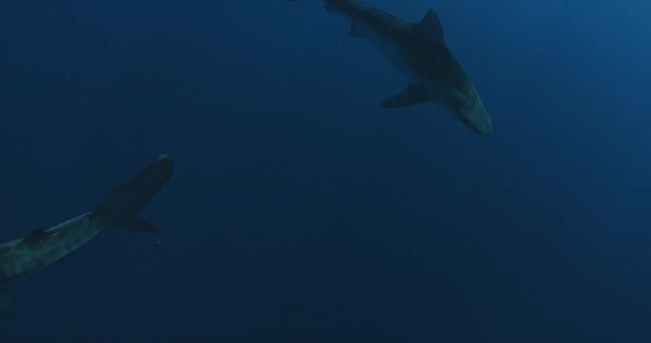 Sharks swim in the ocean