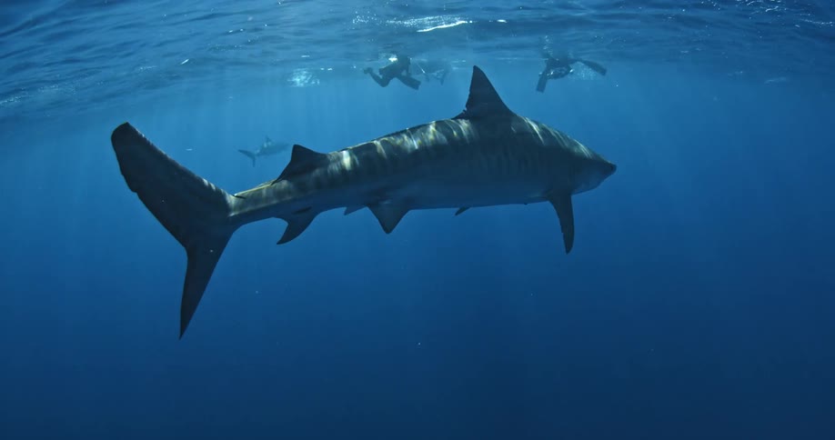 A shark swims in the ocean with scuba divers on the surface