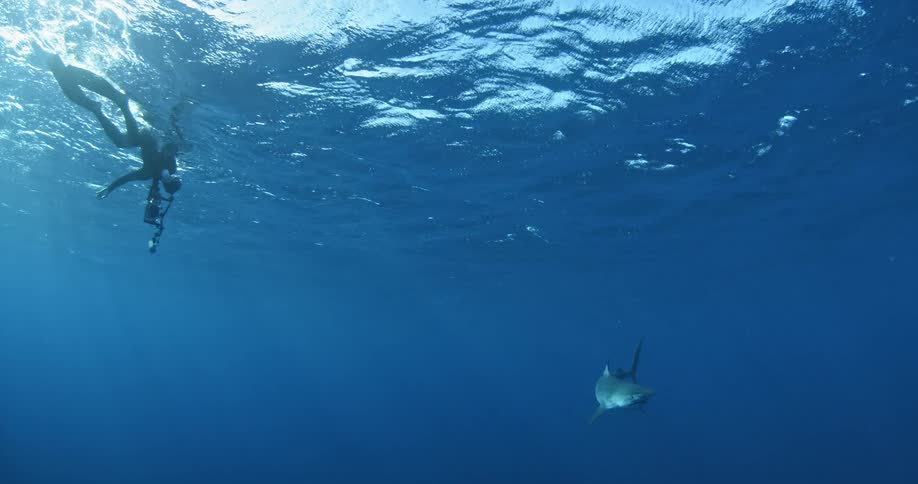 A scuba diver swims just above a swimming shark