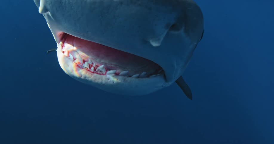 A very close up shot of a sharks mouth