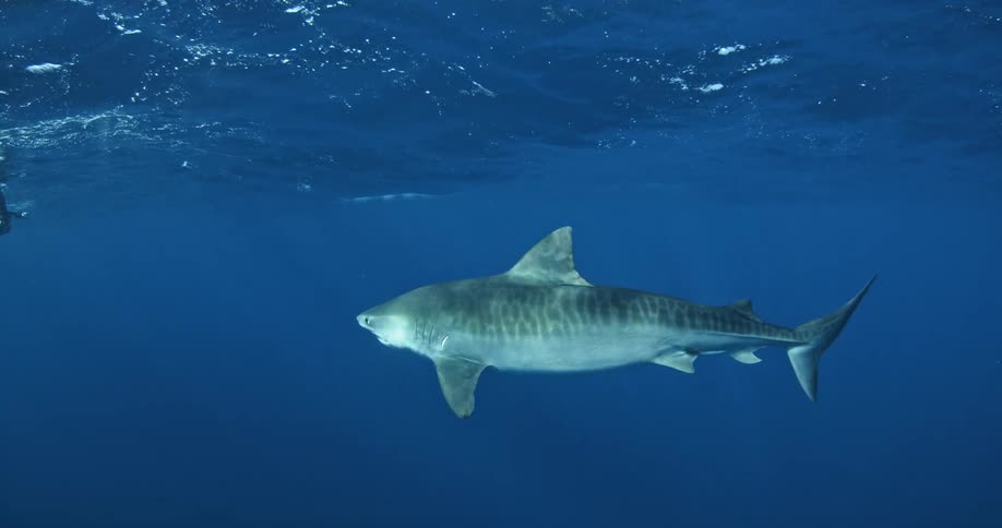 A shark is swimming towards the surface of the ocean