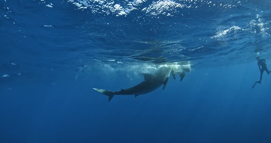 A shark eats bait near the surface of the ocean with a diver nearby