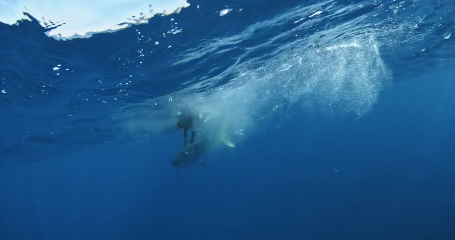 A shark breaching the surface of the water