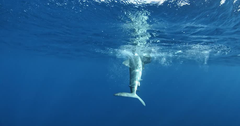 Shark thrashing with dead animal just under surface of ocean water