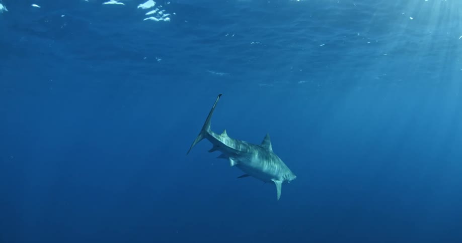 Shark swimming in the ocean