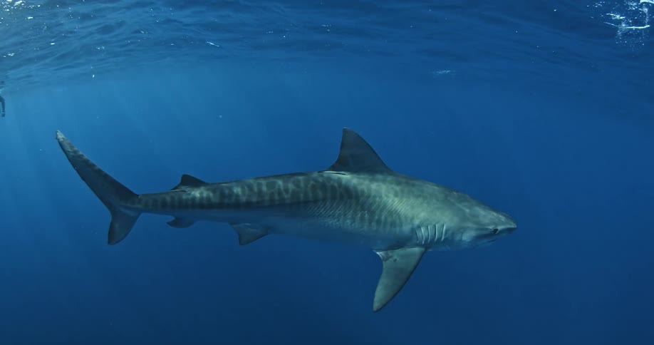 A shark swims near divers in the ocean