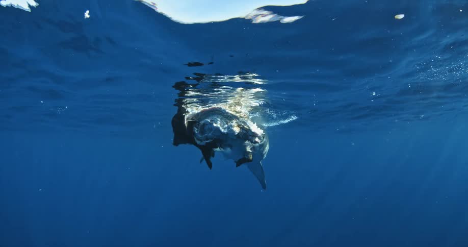 Shark biting a dead pig floating on surface of water in ocean
