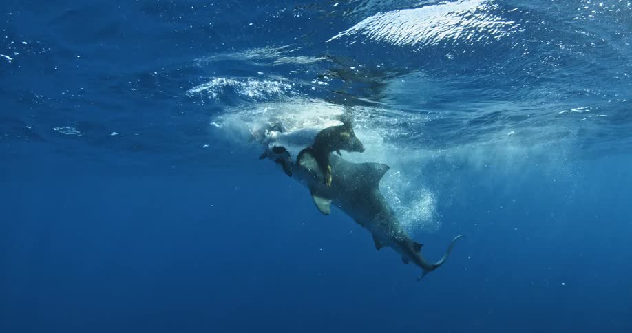A diver is having a tussle with a shark in the water before it swims off