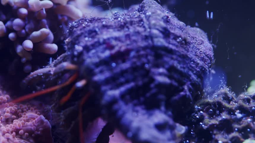 Hermit crab moves around falling down incline as bubbles flow